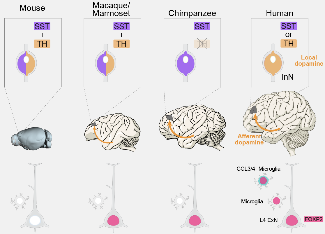 Cross-species comparison of brain features